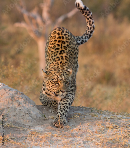 Leopard near Kwanda Lebara in Okavango Delta Botswana © Marieke