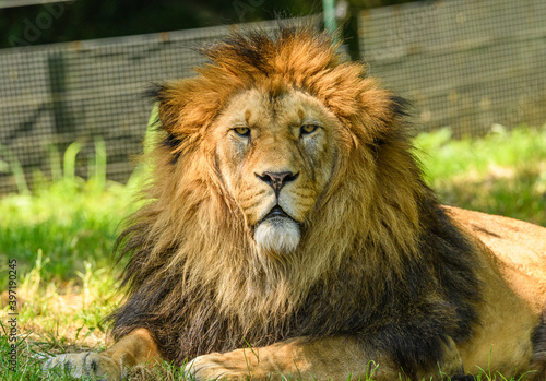 adult male of barbary lion  Panthera leo leo  portrait
