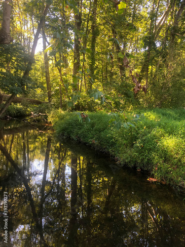 A golden hour sunbeam shined through the branches of an idyllic woodland. Trees are reflected in a calm stream along a soft green grass bank.