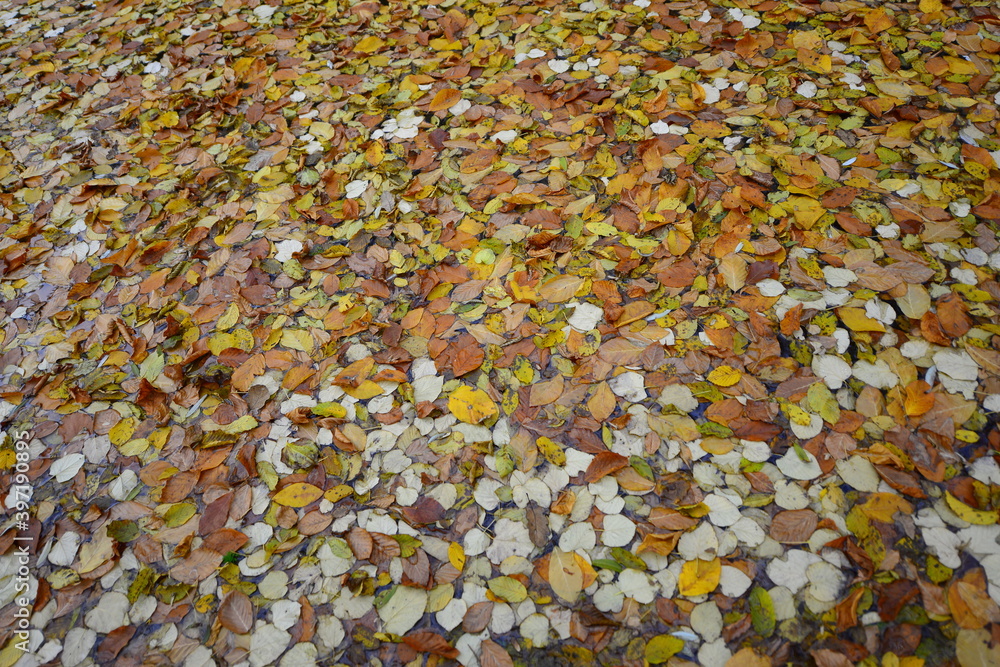 Red and yellowed leaves...Belgrad Forest, Istanbul