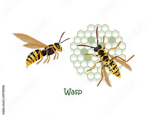 Vector isolated colorful illustration of two wasps in cartoon style. Wasp top view on a vespiary and wasp side view.