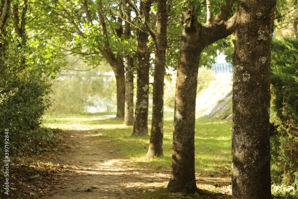 path in the park in an autumn day path in the park in an autumn day