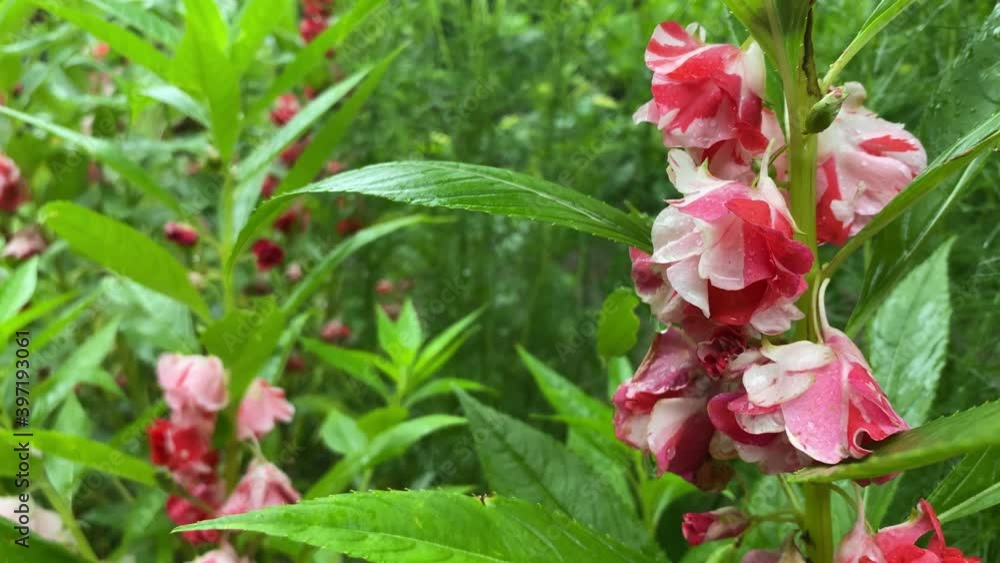 Red White Tropical Flowers in Green Landscape, Close Up Red White Tropical Flowers in Green Landscape, Close Up