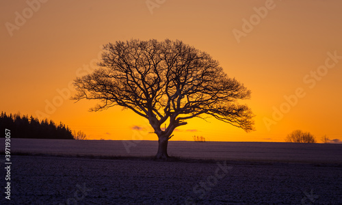 A beautiful single oak tree in the winter morning before the sunrise. Early winter scenery during dawn. Oak tree silhouette against the colorful sunrise sky.