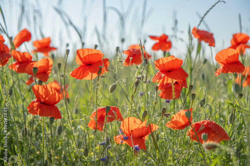 Obraz premium Red poppies in the field, summertime outdoor background