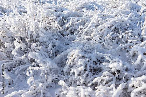 Wallpaper Mural bushes and plants covered with snow and frost. garden of a country house in winter Torontodigital.ca