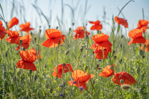 Red poppies in the field, summertime outdoor background