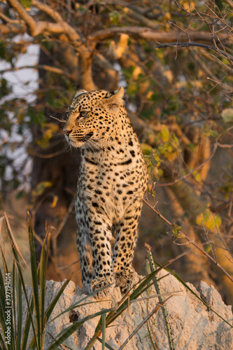 Leopard in early morning sun on termite mound, Okavango Delta Botswana