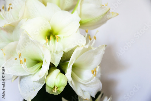 Bouquet Amarillis bianco 