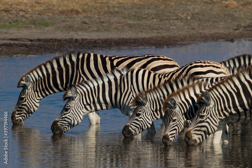zebras in Makgadigkadi river in the National Park  Botswana