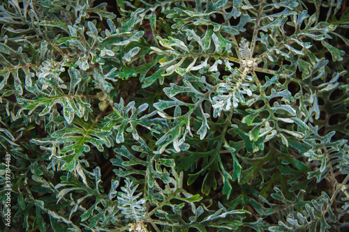 Fototapeta Naklejka Na Ścianę i Meble -  Leaves of the green-silver shrub Senecio cineraria. Natural background texture
