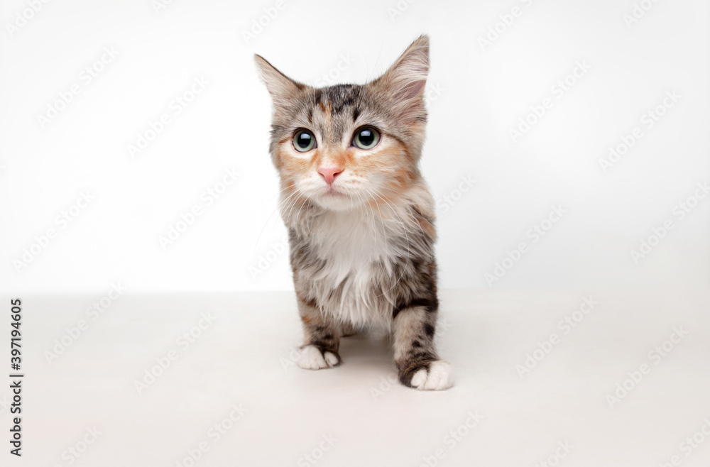 Obraz premium Scared beautiful multicolor kitten of Siberian cat posing isolated on white studio background. Concept of motion, action, pets love, animal grace. Looks happy, delighted, funny. Copyspace.