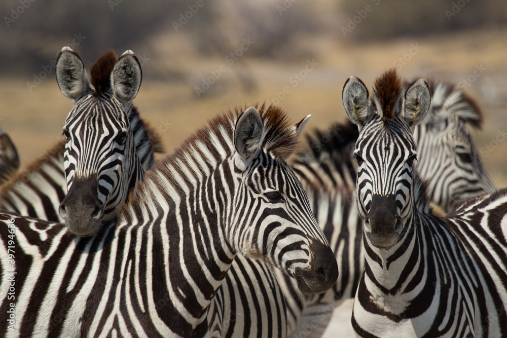 zebras near Makgadigkadi in the National Park, Botswana, in migration time zebras near Makgadigkadi in the National Park, Botswana, in migration time