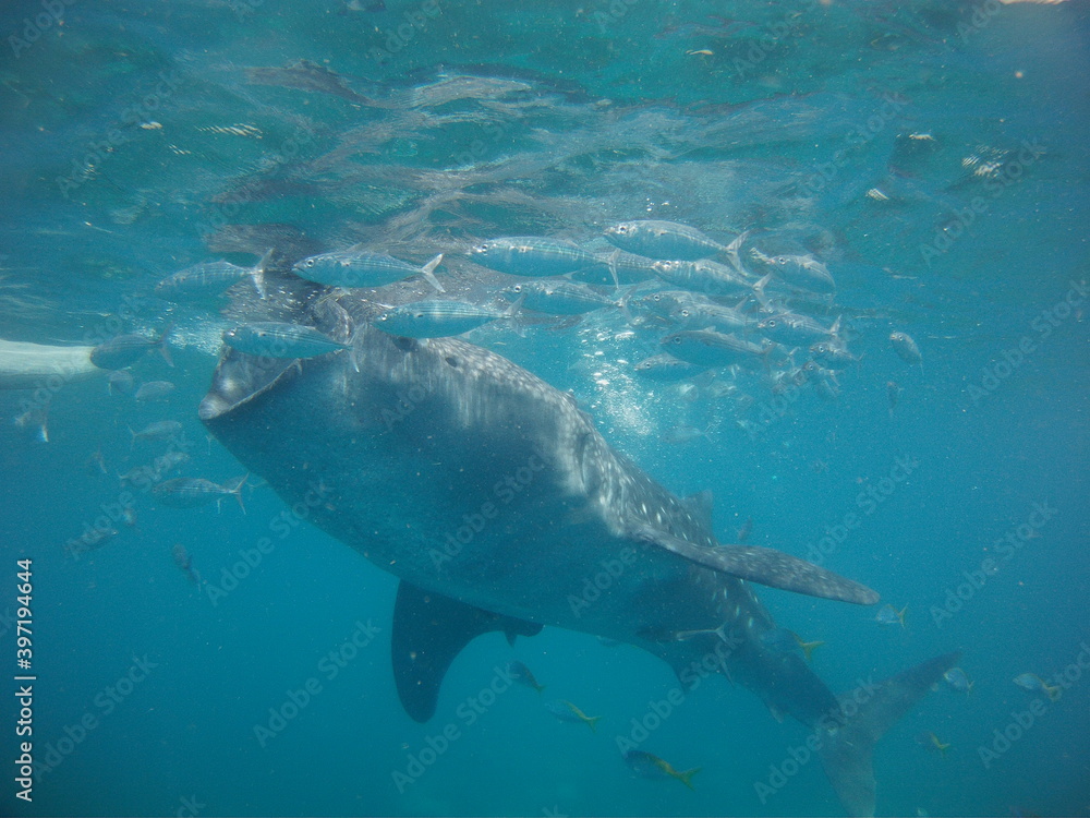 Naklejka premium Whale shark