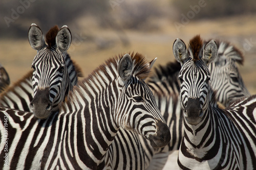 zebras near Makgadigkadi in the National Park  Botswana  in migration time