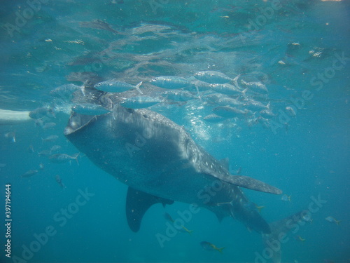 Whale shark © rowena