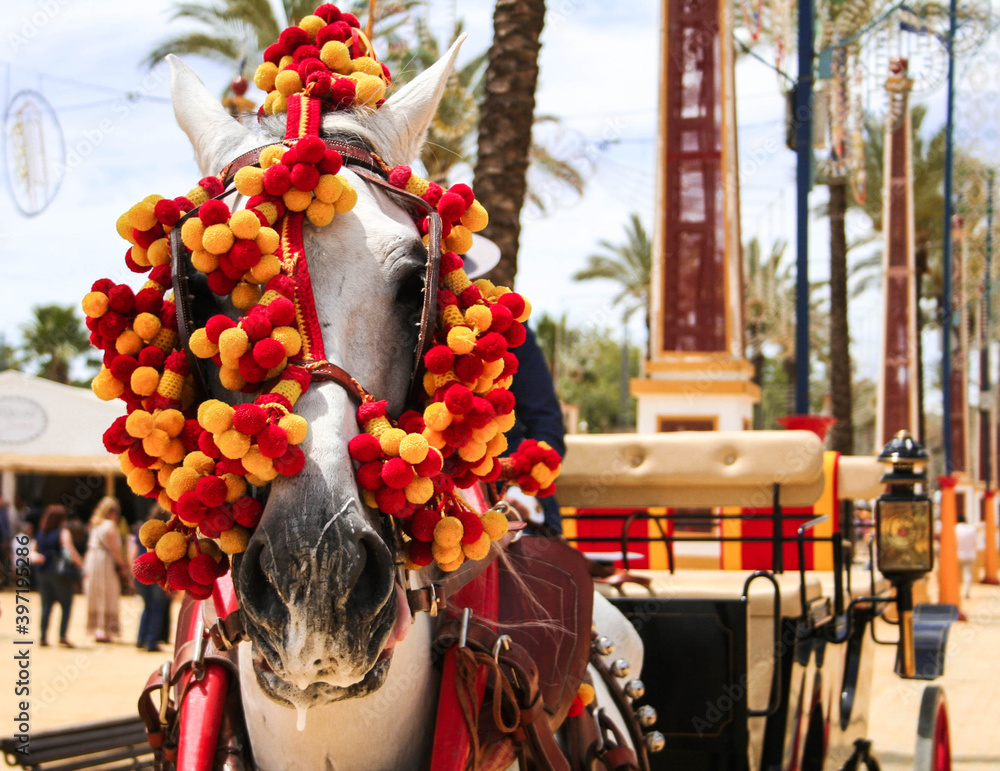 Fototapeta premium Caballo blanco en Feria del Caballo, Jerez de la Frontera