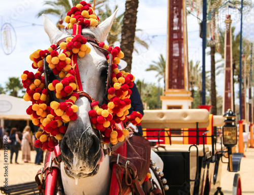 Caballo blanco en Feria del Caballo, Jerez de la Frontera