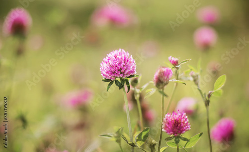 Pink flowers fragrant beautiful clover grow in the field, illuminated by the light of the morning sun. Summer idyll. Happiness.
