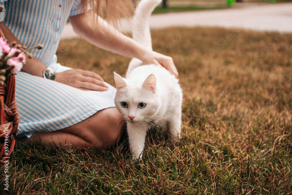 White beautiful cat with blue eyes walks on the grass with flowers