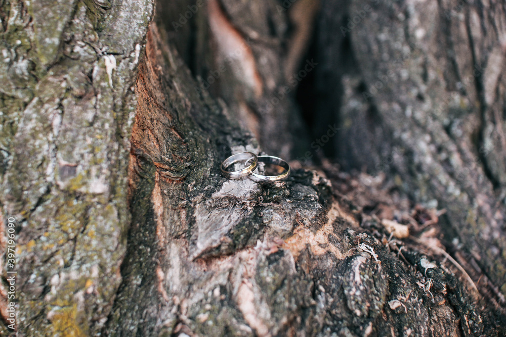 Silver wedding rings lie in a deleted old tree Silver wedding rings lie in a deleted old tree