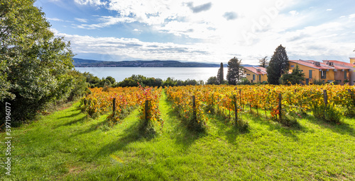 Vineyard blossom in Slovenia