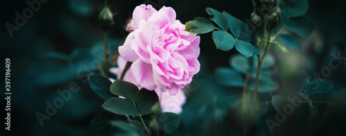 In the garden, a delicate fragrant pink rose flower blooms among the dark leaves. Summertime. Romance.