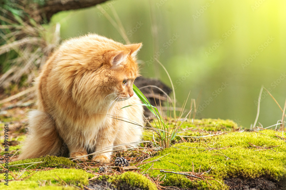 portrait red fur cat in green summer grass near big tree in forest with sun glare in background