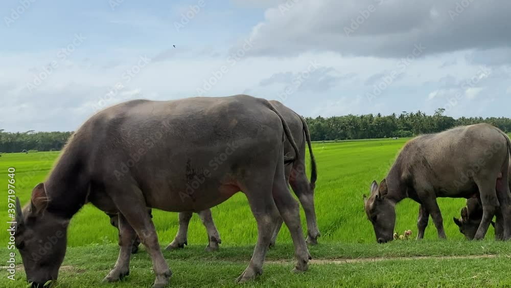 Close Up of Indonesian Buffalo Herd Eating Grass in Countryside of Java Island. Domestic Animal Farming and Local Food Industry Close Up of Indonesian Buffalo Herd Eating Grass in Countryside of Java Island. Domestic Animal Farming and Local Food Industry