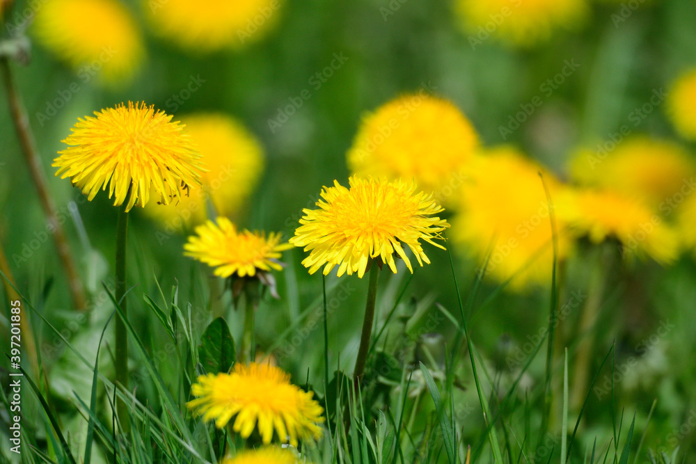 Gewöhnlicher Löwenzahn (Taraxacum sect. Ruderalia) Gewöhnlicher Löwenzahn (Taraxacum sect. Ruderalia)