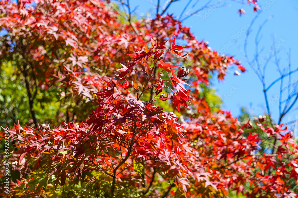 紅葉 もみじ 葉っぱ 秋 青空 晴れ 鮮やか
