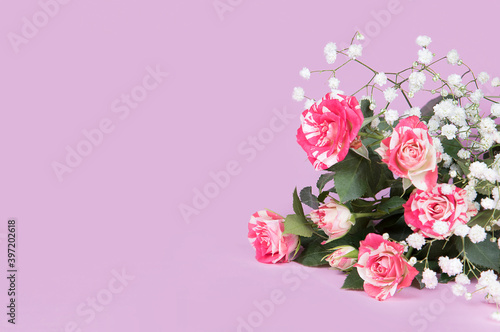 Fresh rose bush. Decoration for flower shop window. Red rose bouquet card on pink background with copy space.