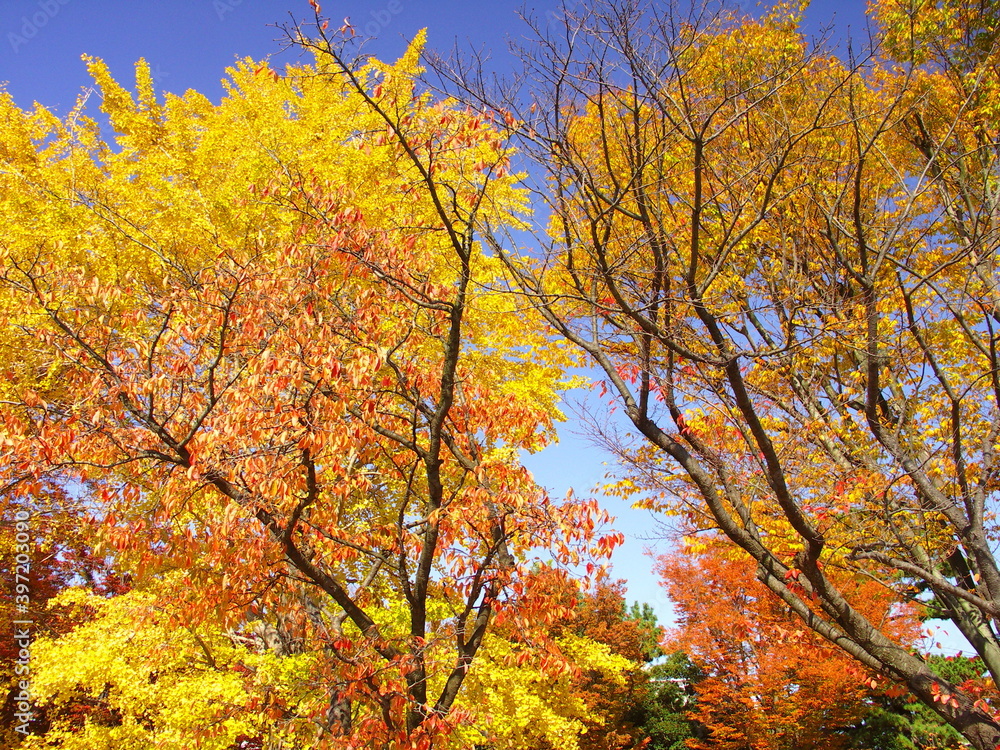 Fototapeta premium 公園の黄葉の欅と銀杏と桜の木
