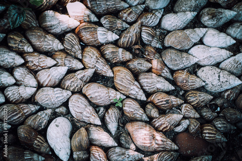 close up of a lot of shells