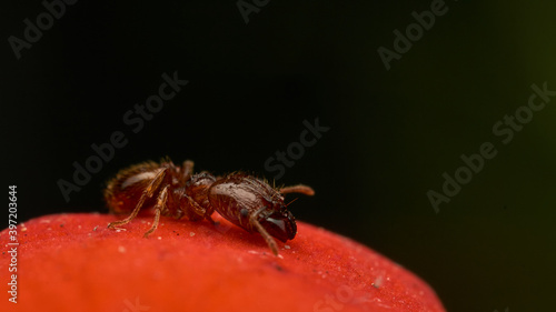 Ant walking on red petal