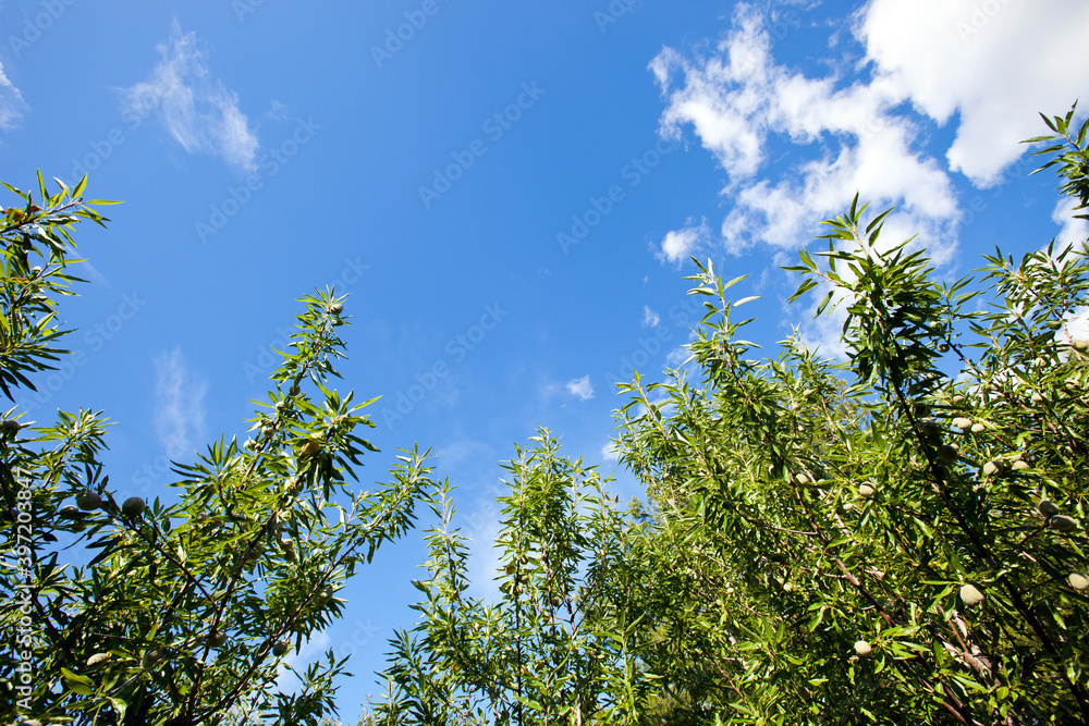 Branches of Almond trees, Valencia, Spain Branches of Almond trees, Valencia, Spain