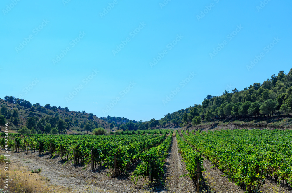 Vineyard in the summer, South Europe agriculture, rural landscape. 
