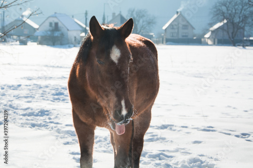 Brown big horse in winter snowy paddock photo