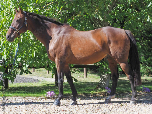 Lovely Bay Horse