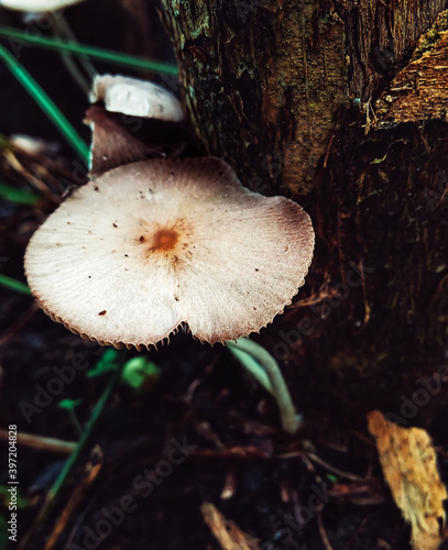 mushroom and the tree trunk