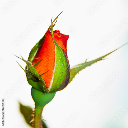 Red rosebud on a grey background closeup. Poetry concept
