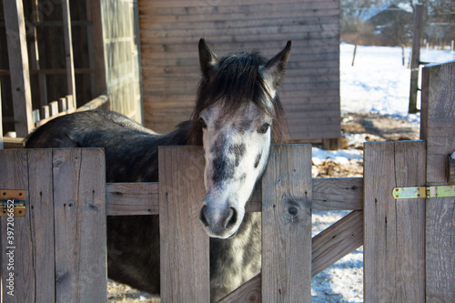 Cute welsh pony portrait  behind wooden fence