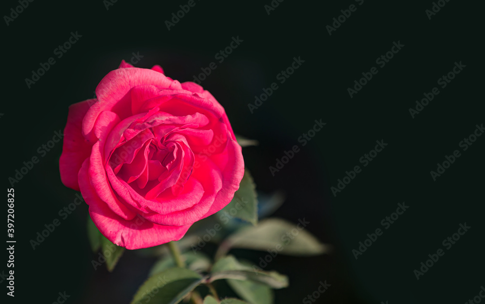 Beautiful pink rose isolated on black background Beautiful pink rose isolated on black background