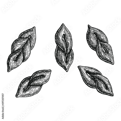 Hand drawn black and white crosshatch vector illustration of five different orientations and variants of Klejner, fried twists.