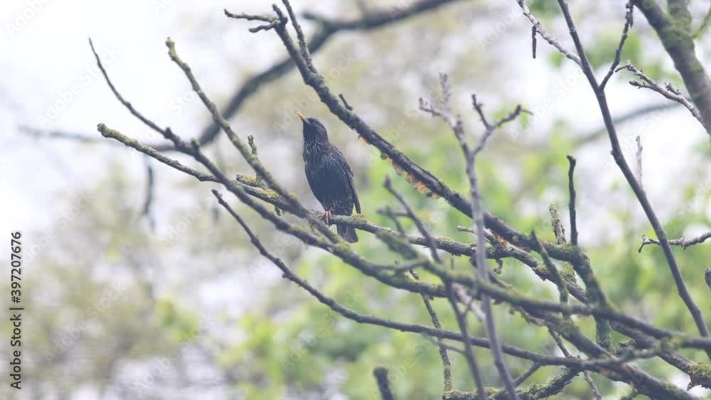 starling sings a spring song after the rain starling sings a spring song after the rain