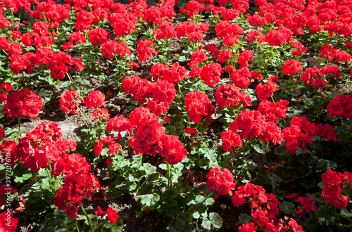 Red flowers