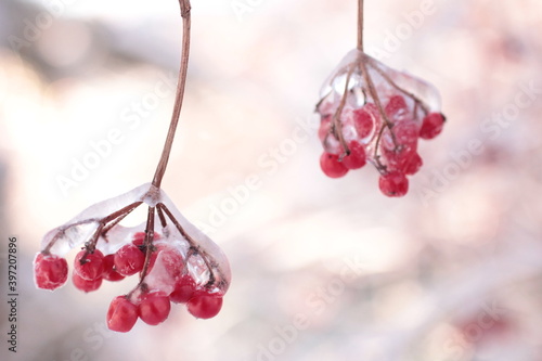 clusters of viburnum in winter close-up.Red berries of Viburnum in the frost on a branch. winter and winter weather photography for news and social media