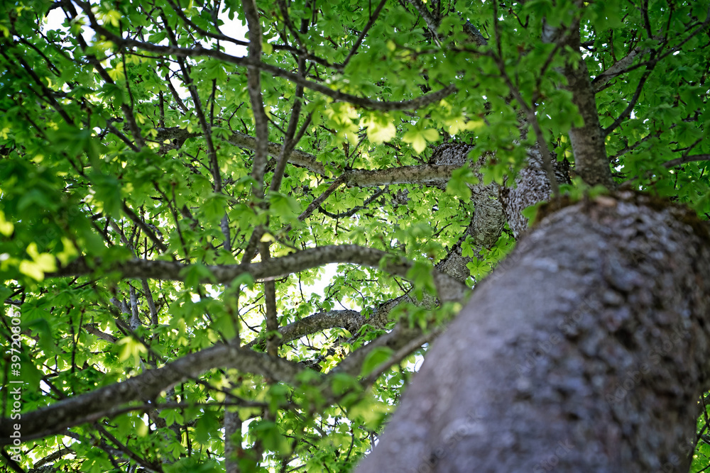Obraz premium Baum 
