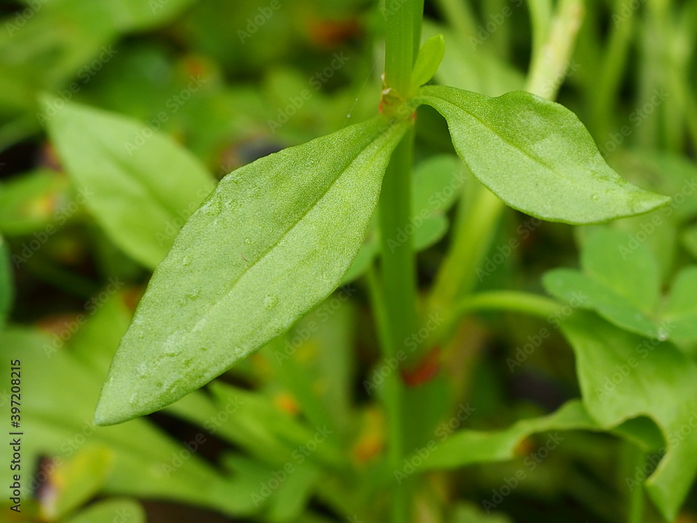 Sheep's Sorrel (Rumex acetosella) Sheep's Sorrel (Rumex acetosella)