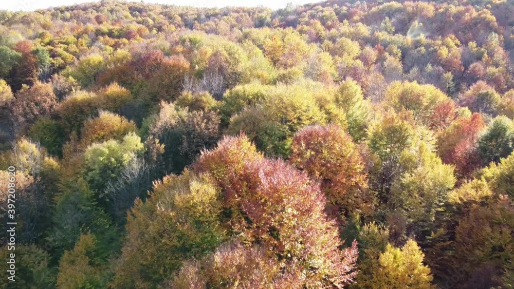 Beautiful autumn forest from above at sunset. Aerial view of the forest in autumn season with different coloured leaves Beautiful autumn forest from above at sunset. Aerial view of the forest in autumn season with different coloured leaves